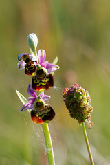 Hummel-Ragwurz (Ophrys holoserica)