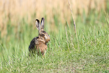 European Brown Hare Lepus europaeus with  long ears, game for hunting