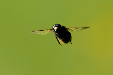 Hummel-Waldschwebfliege (Volucella bombylans)