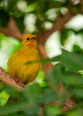 Obraz premium Saffron Finch (Sicalis flaveola)
