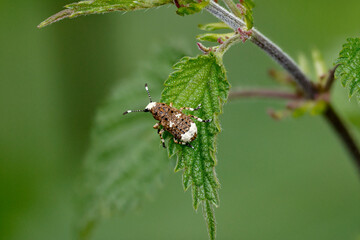 Langfühler-Breitrüssler (Platystomos albinus),Weißer Breitrüssler, Großer Breitrüssler, Weißfleckiger Maulkäfer,  Bürstenkäfer