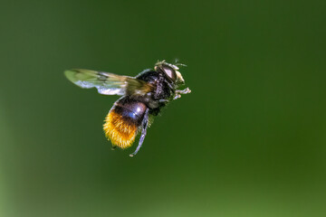 Hummel-Waldschwebfliege (Volucella bombylans)