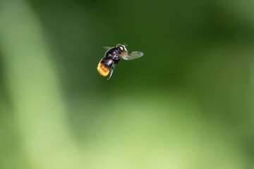 Hummel-Waldschwebfliege (Volucella bombylans)