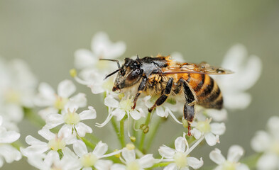 wet bee on flower