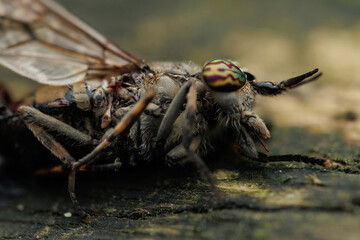 macro of a dead horsefly