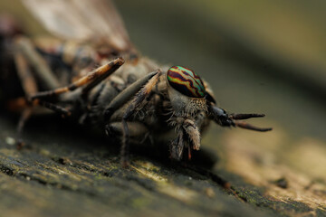macro of a dead horsefly