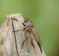 macro of a robberfly