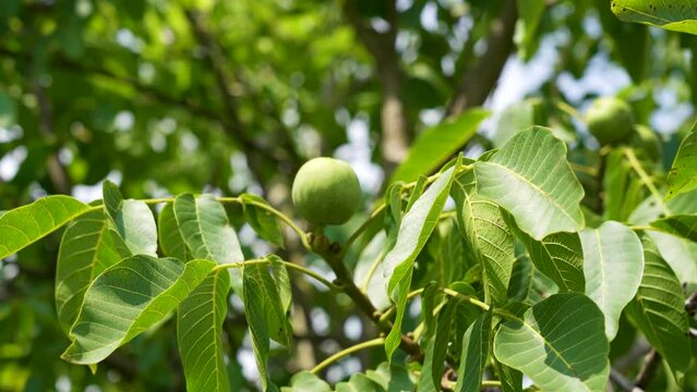 a few bunches of unripe walnuts in a green shell on the branches of a tree with green leaves J&uacute;glans r&eacute;gia