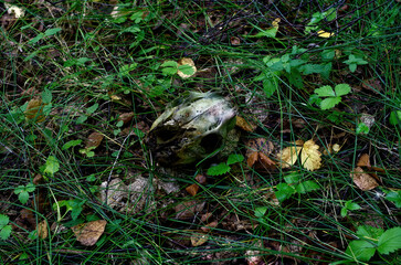 The skull of a small animal lies in the grass