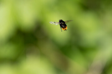 Hummel-Waldschwebfliege (Volucella bombylans)
