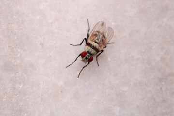 macro photo of housefly facing back