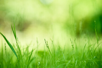 Green grass background texture with copy space
