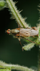 fly on a leaf