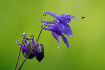 Gemeine Akelei oder Gewöhnliche Akelei (Aquilegia vulgaris), auch Wald-Akelei