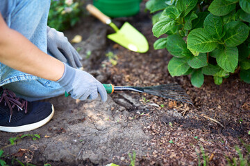 Gardener woman cleaning flowerbed in her backyard garden and raking the dirt prepares the soil for...