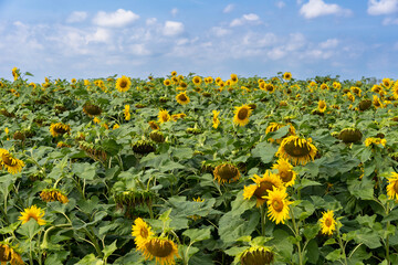 Obraz premium Beautiful sunflowers. field of sunflowers at sunset.
