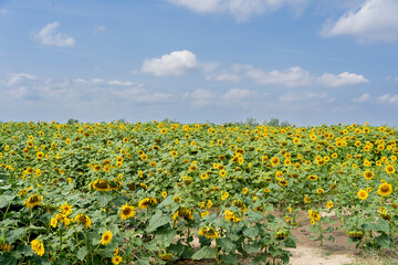 Obraz premium Beautiful sunflowers. field of sunflowers at sunset.