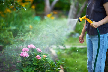 Cropped image of young woman watering flowers and plants in garden with hose in sunny blooming...