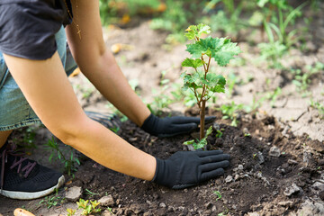Woman in gloves plants a sprouts of grape in the ground in garden. Gardening, farming and planting concept.