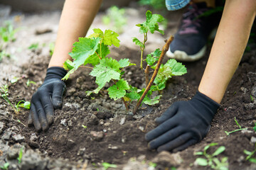 Woman in gloves plants a sprouts of grape in the ground in garden. Gardening, farming and planting...