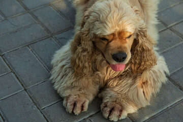 American spaniel, concept of pet and best friend - dog