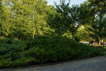 City park in summer evening, concept of rest outdoor