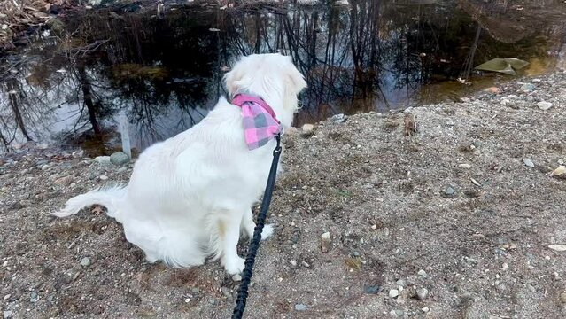 Walking Retriever puppy along dirt road.