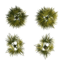 Obraz premium isolated palm tree top view, best use for landscape design.
