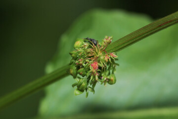curculio glandium insect macro photo