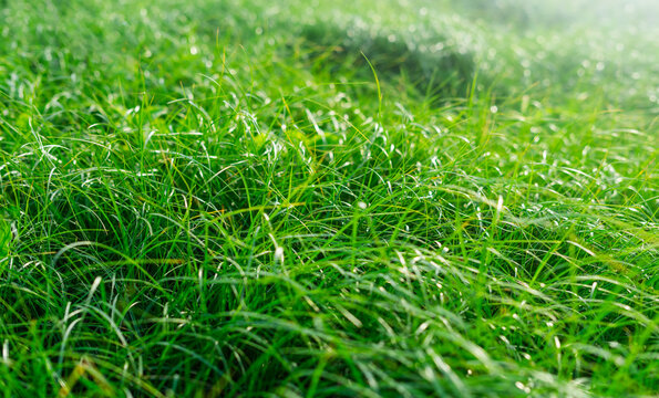 The image of green, fresh grass in the morning