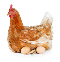 side view of one red laying hen hatching eggs isolated on white