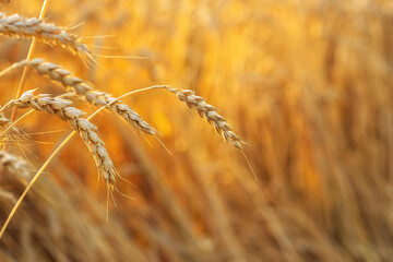 closeup ears of golden wheat with field on sunset as background