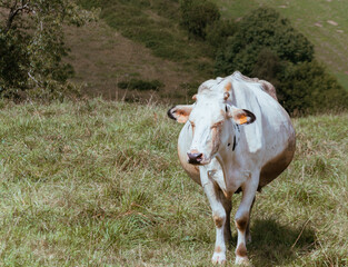Fototapeta na wymiar gestating cow in a brown and white rural field