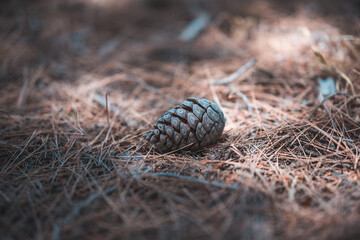 Pine cone on the ground