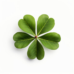 Clover leaf isolated on white background