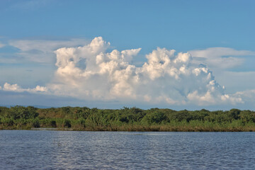 White clouds over the swamp forest in sylhet, Bangladesh 