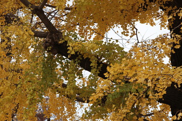 イチョウの葉が黄色くなった木