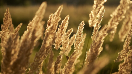 Fototapeta premium Wild grass in sunset lights