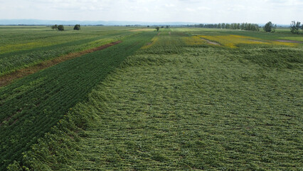 sunflowers fields damaged by the strong wind-drone photography