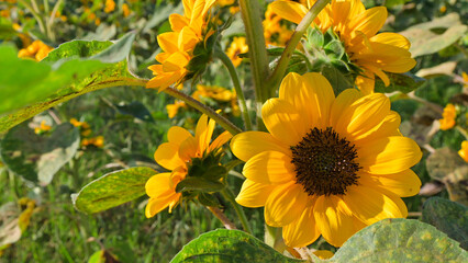 太陽の日差しを浴びる黄色いひまわりの花
