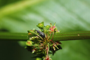 curculio glandium insect macro photo © Recep