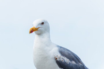 white and gray seagull perched