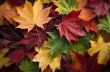 Naklejka na ściany i meble Autumn multicolored maple leaves background close up overhead view. Generative AI