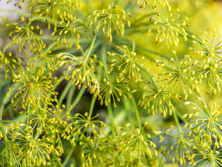 Closeup of fresh dill twig