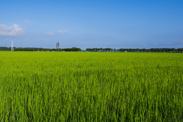 夏の青空のもと成長する田んぼの稲
