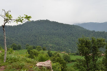 landscape with trees and clouds