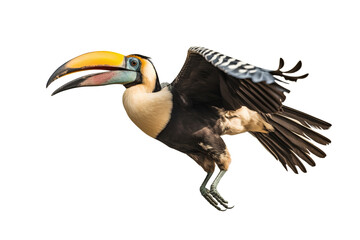 Obraz premium Image of a hornbill is flapping its wings fly on a white background. Wild Animals. Birds. Illustration. Generative AI.