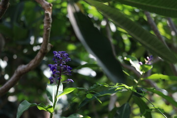 ディコリサンドラ・ティルシフロラ