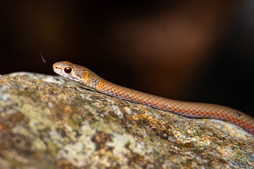 close up of beautiful, dangerous juvenile eastern brown snake spotted in paluma range national park, near jourama falls, north queensland, australia; deadly venomous snake in australia
