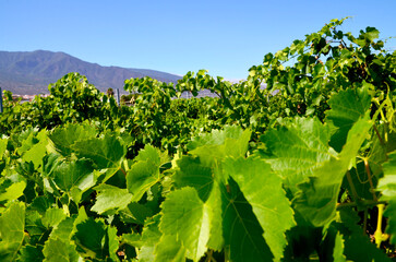 View of a vineyard in Guimar,Tenerife,Canary Islands, Spain.Grape rows with ripening grapes....